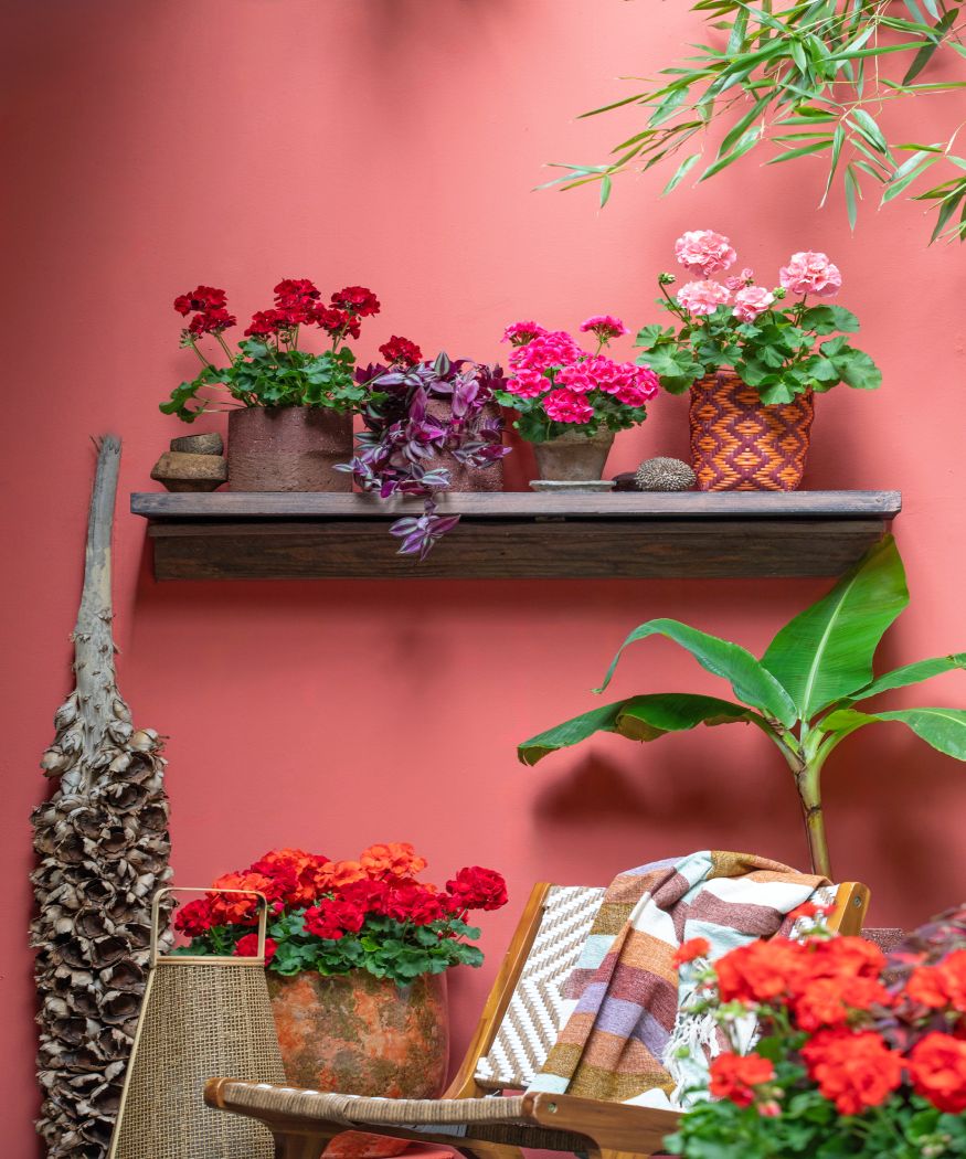 2025_Geraniums_5000_Joyful_Outdoor_Living_22(1)