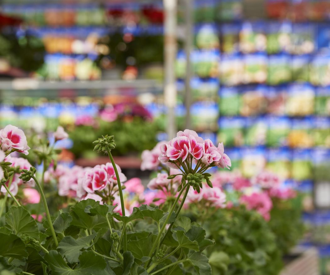 Pinke Geranien in Laden