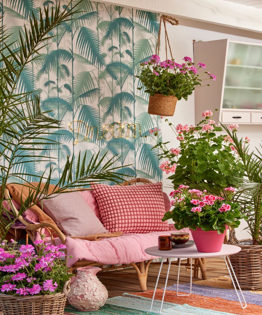 2024_Geraniums_3000_Hippy_Flower_Power_27(1)