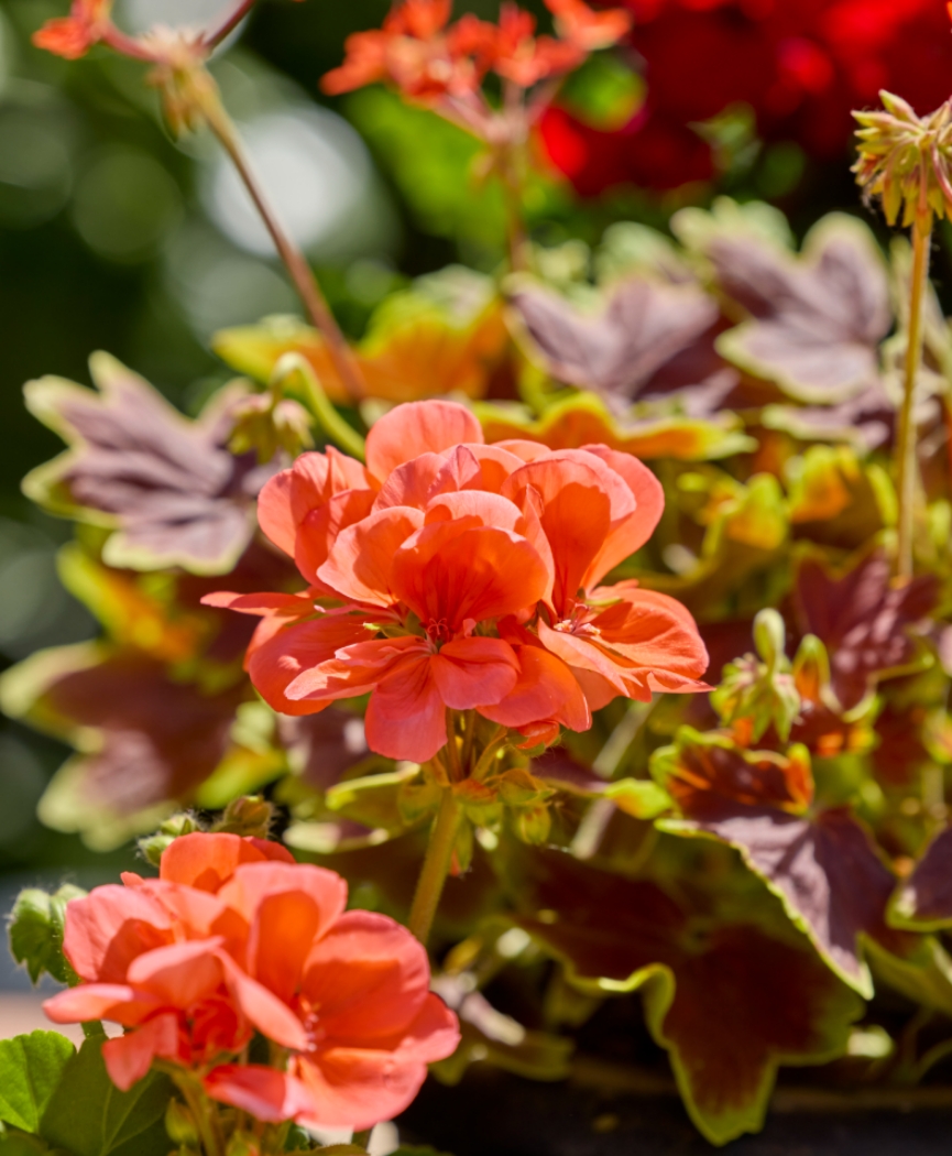 2026_Geraniums_2000_Urban_Life_Rural_Style_28.jpg