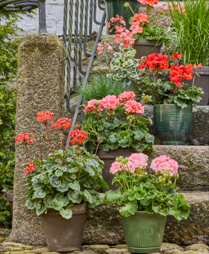 2026_Geraniums_3000_Cottage_Charm_16.jpg