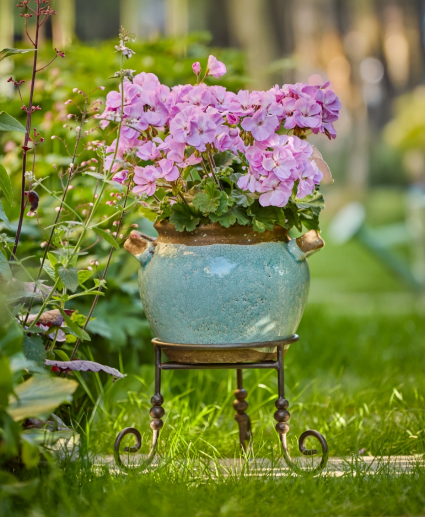 2026_Geraniums_3000_Cottage_Charm_60.jpg