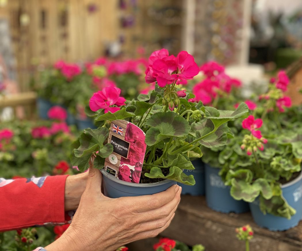 Hände halten pinke Geranie in Laden vor Holzregal.